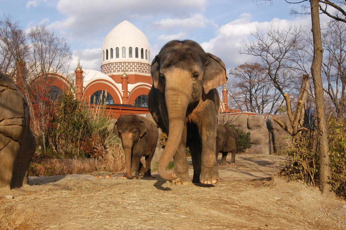 4 Elephants walking during the day toward the camera.