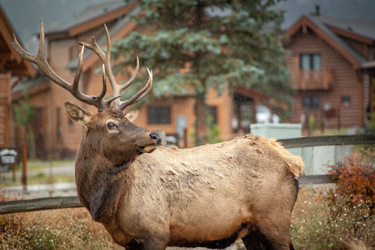 What's the difference between deer, elk and moose?