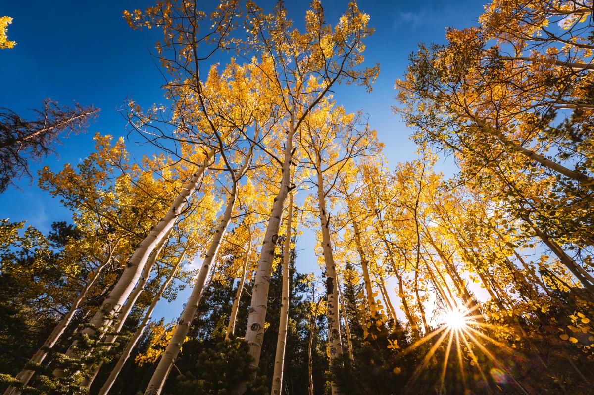 Fall- Yellow Aspens