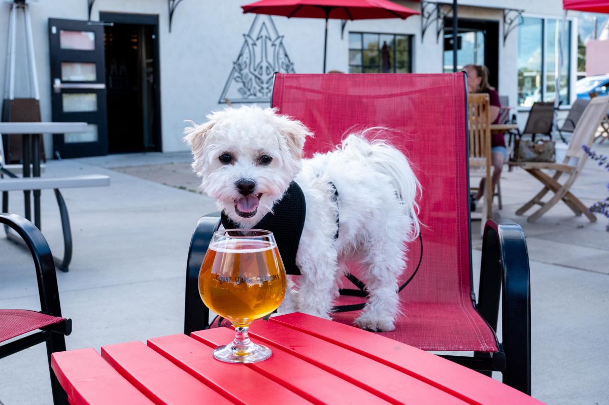 avant garde brewery dog