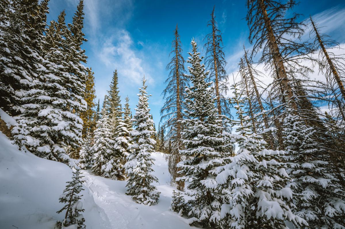 Winter Trees