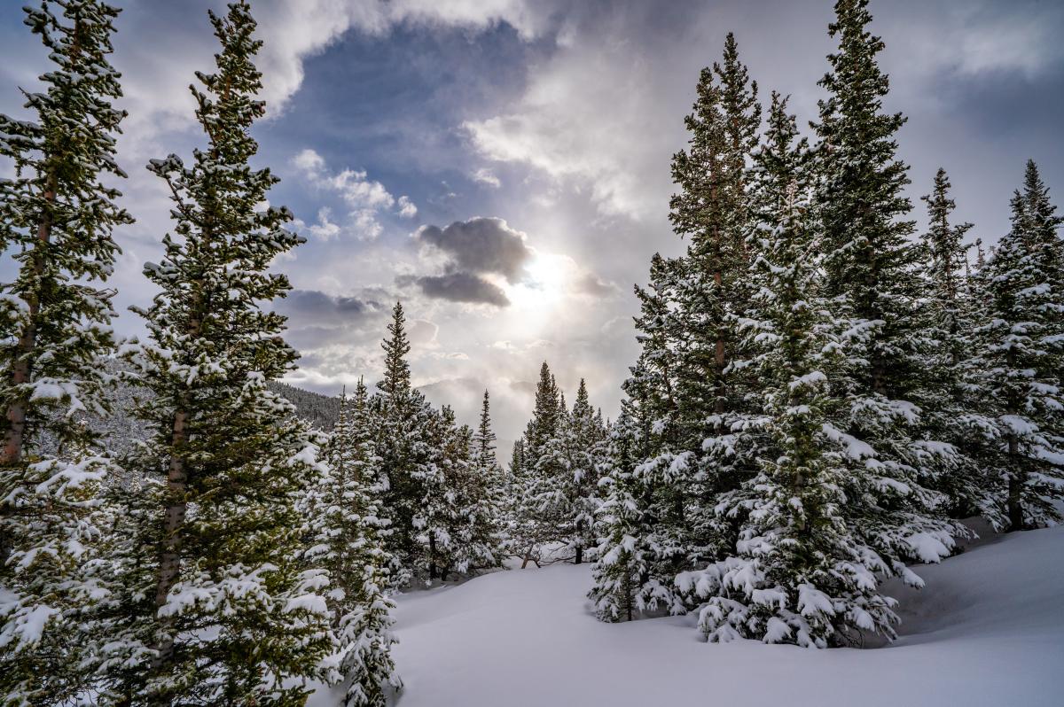 Winter Trees 2