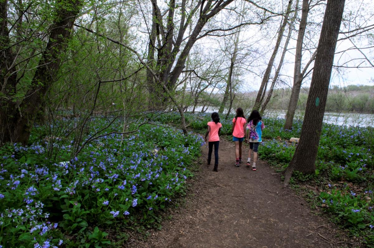 Riverbend Park, Bluebells