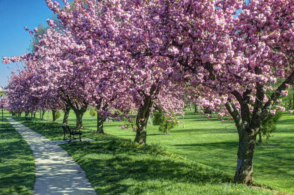 Spring time - Carroll Creek