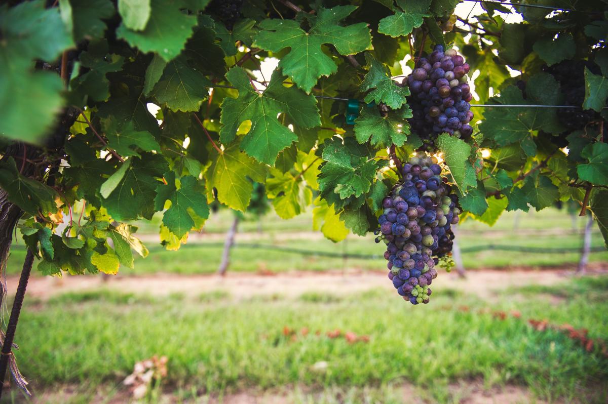 Americus grape stomp highlights agriculture