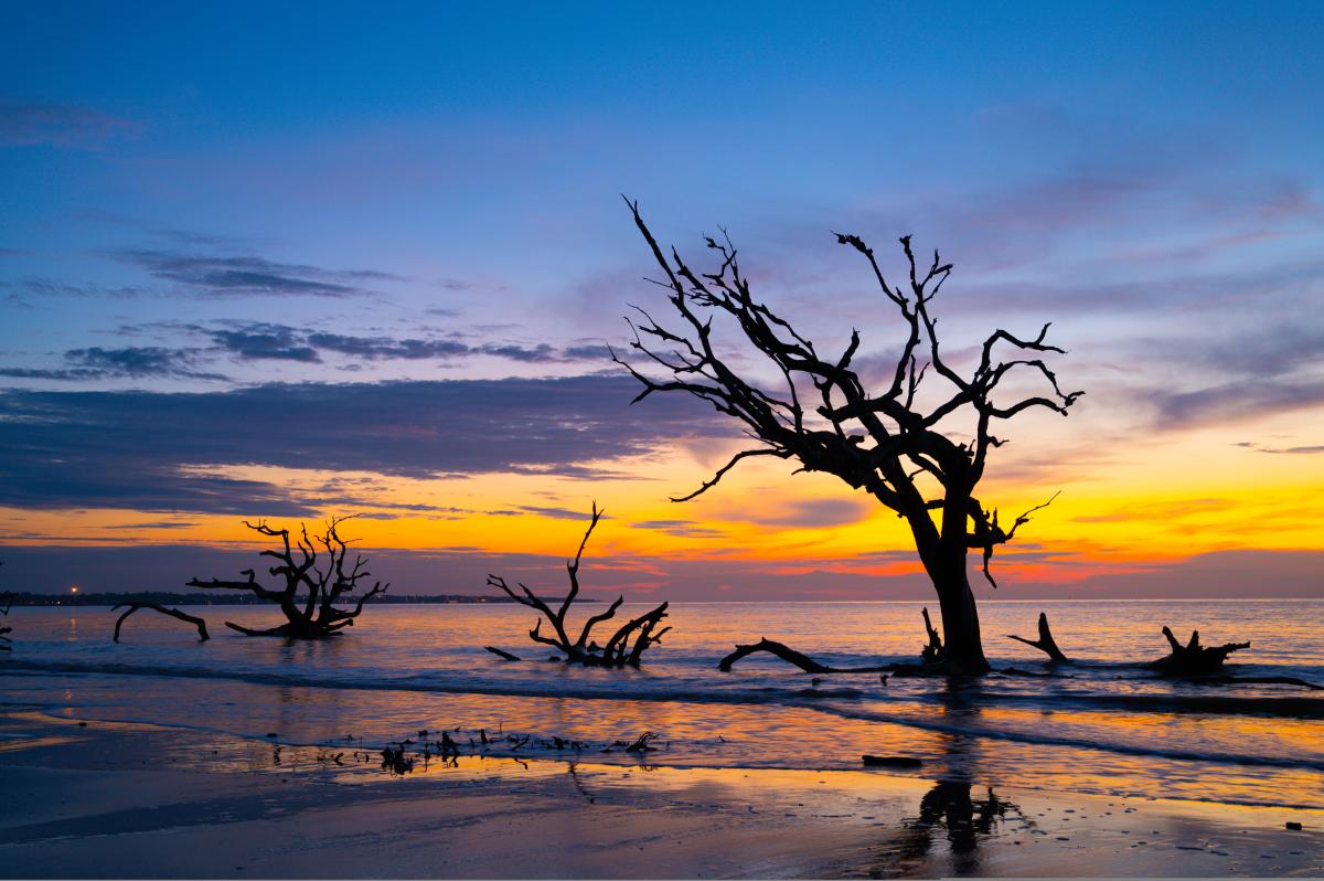 Driftwood Beach