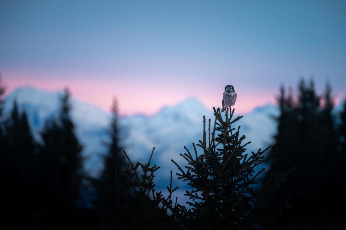 Northern Hawk Owl Homer, Alaska by Sergius Hannan