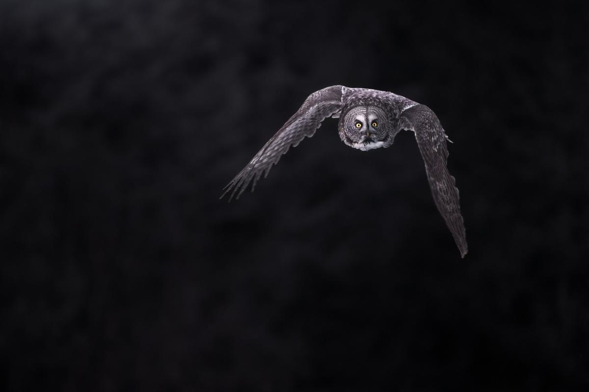 Great Grey Owl Homer, Alaska by Sergius Hannan