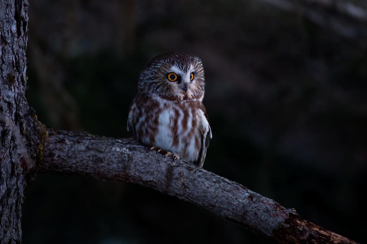 Northern Saw-whet Owl Homer, Alaska by Sergius Hannan