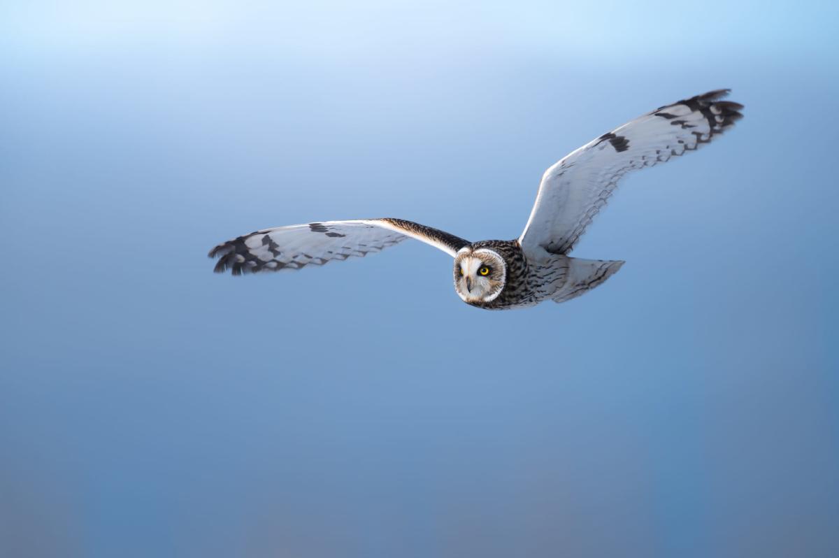 Short-eared Owl Homer, Alaska by Sergius Hannan