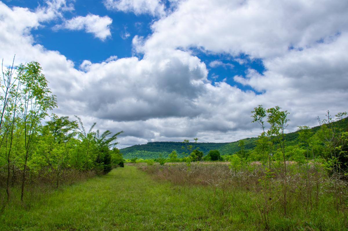 Whitaker Wildlife Preserve