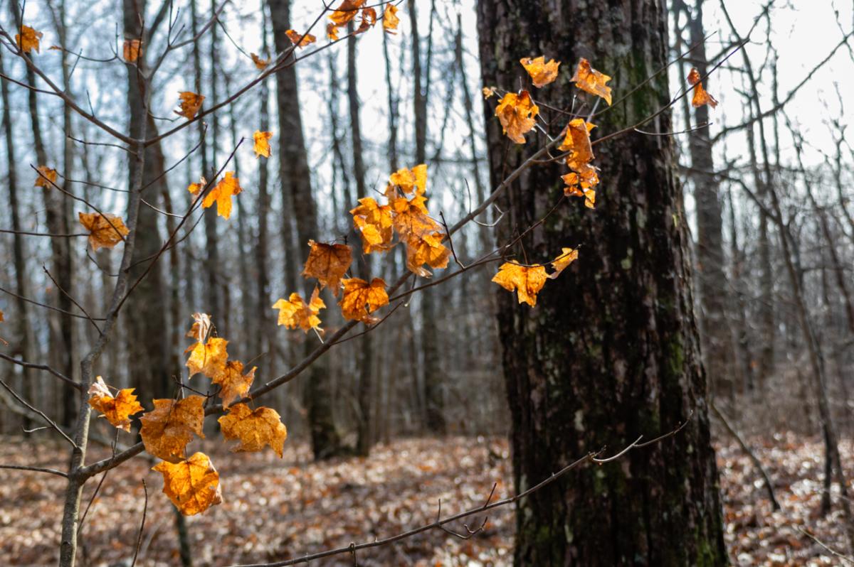 Monte Sano State Park Trails -  IHeartHSV Fall Leaves Plant Parts Monte Sano State Park Huntsville 088b23c7 562b 4bfa 8110 7fe10a1f17ee 