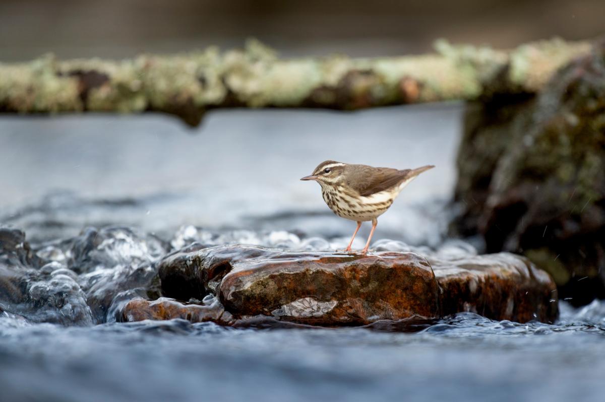Louisiana Waterthrush