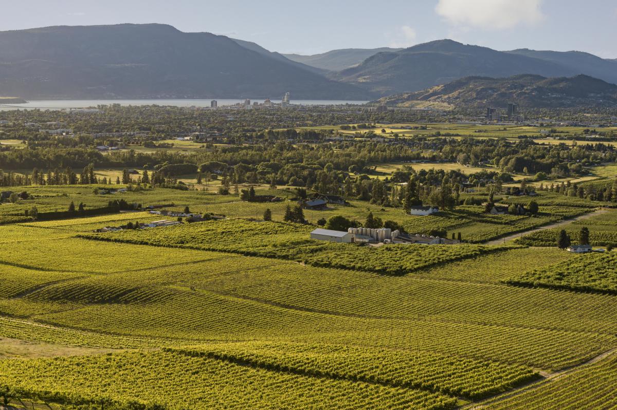 The View Winery Vineyards Aerial 1