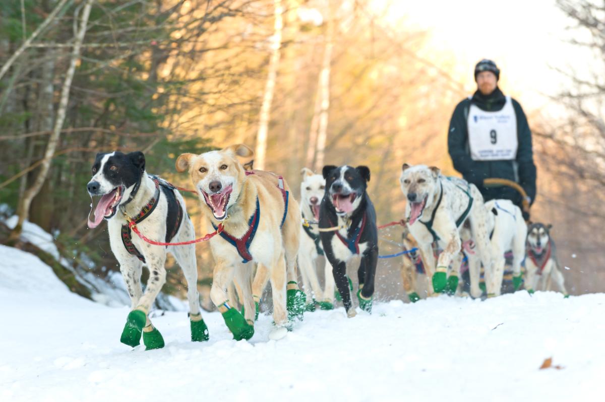 A team of dogs leads a contestant through the CopperDog150.