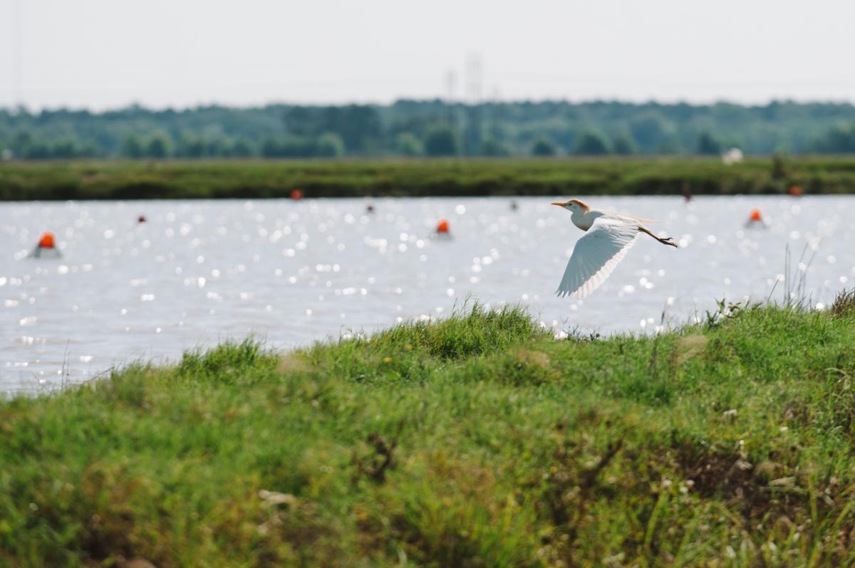 Crawfish Pond - Bird in flight