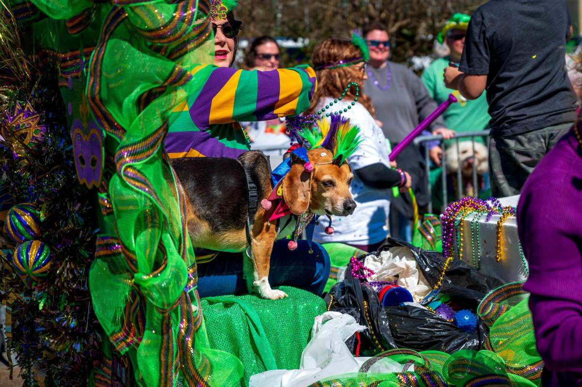 Krewe des Chiennes