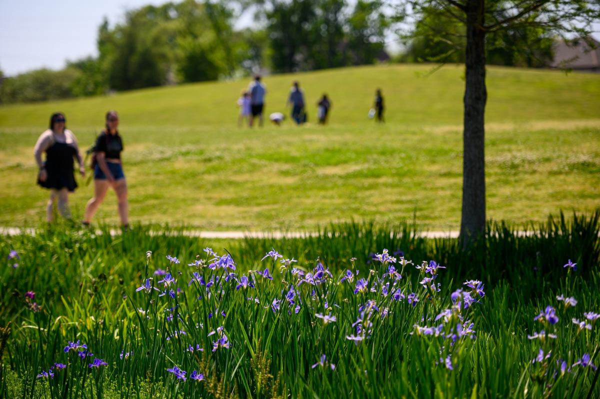 Moncus Park Iris