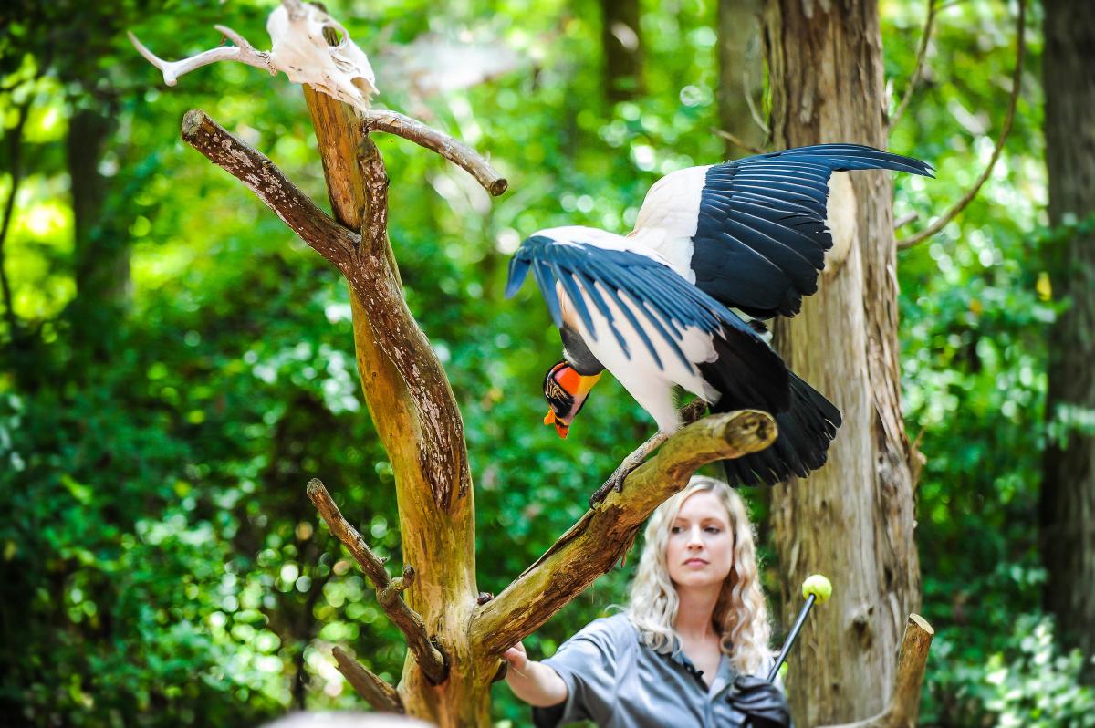 eagle extravaganza