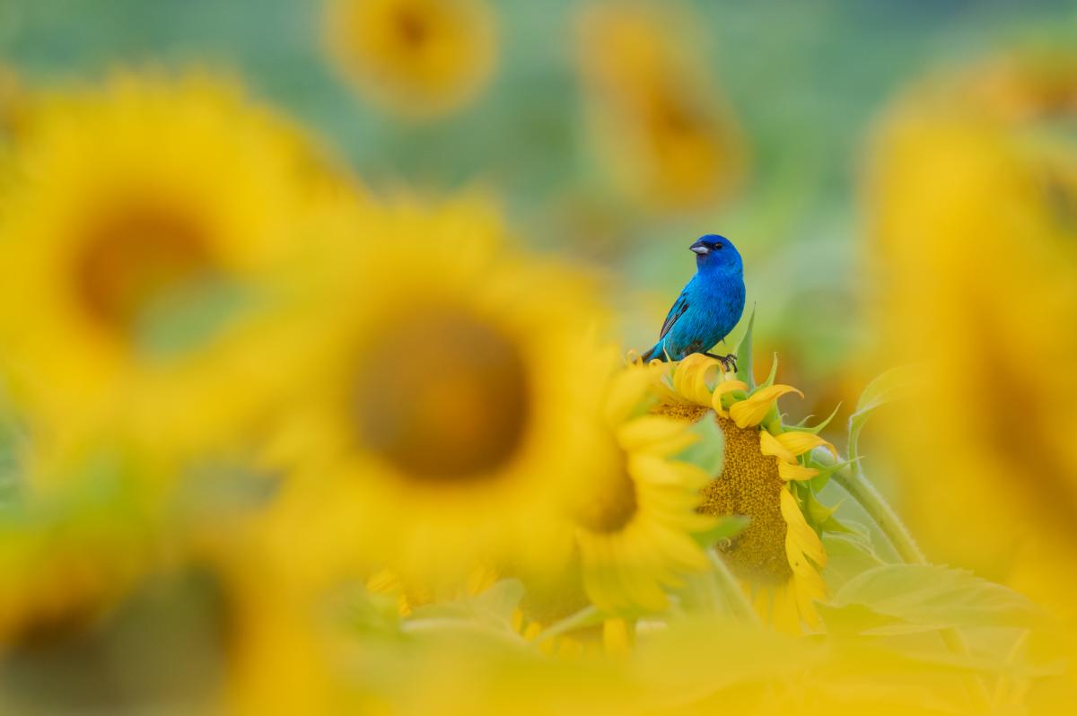 Photo Credit: Indigo Bunting by Sandeep Somasekharan/Audubon Photography Awards