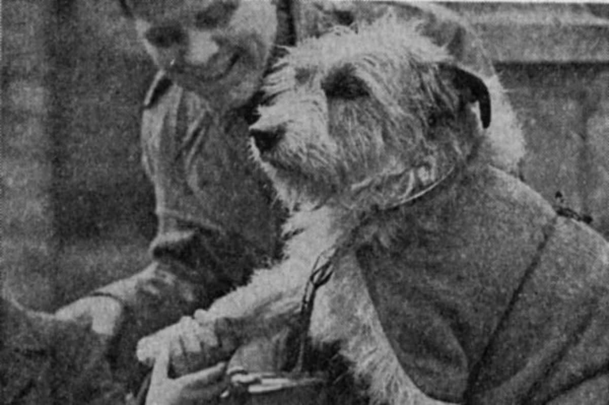 Image shows a picture of Snips the dog.