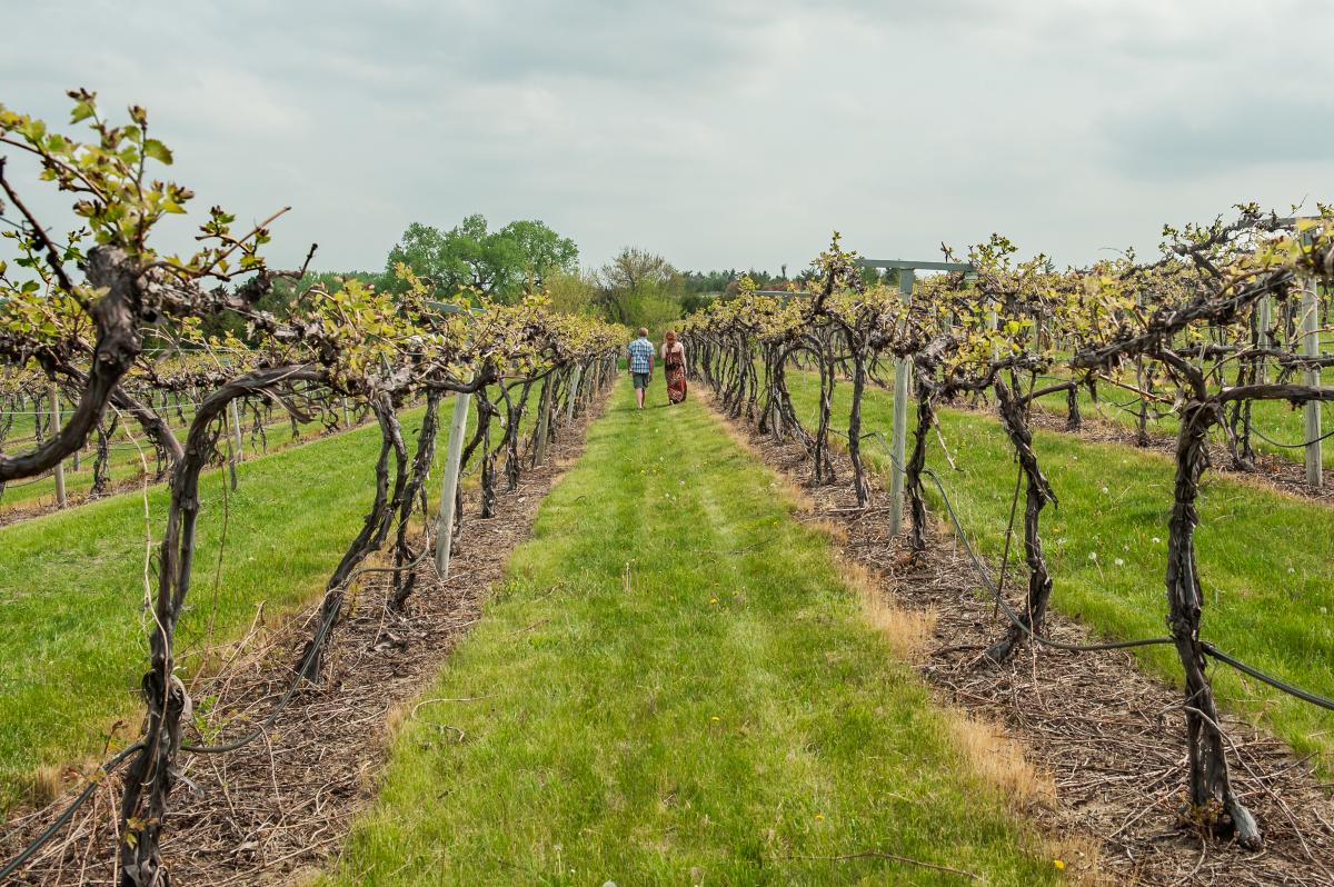 Couple in James Arthur Vineyard