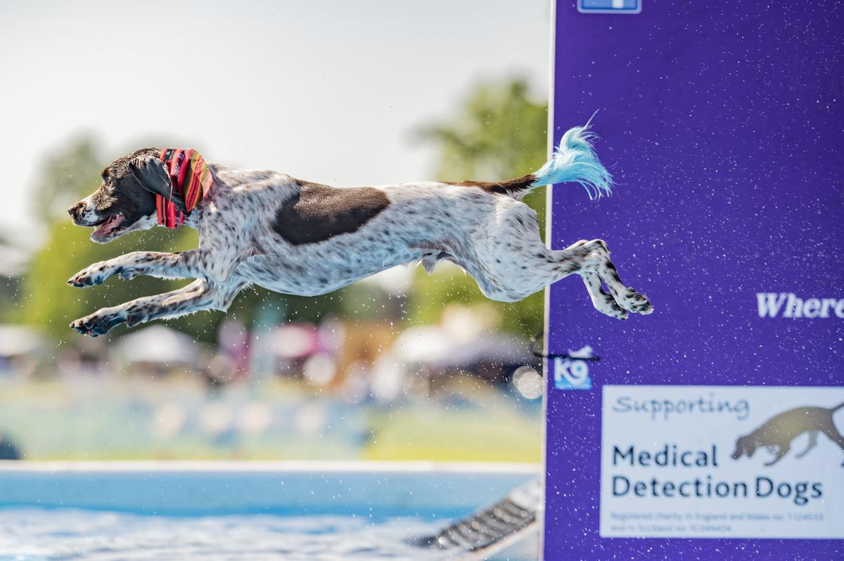 Dog jumping in pool at Dogstival