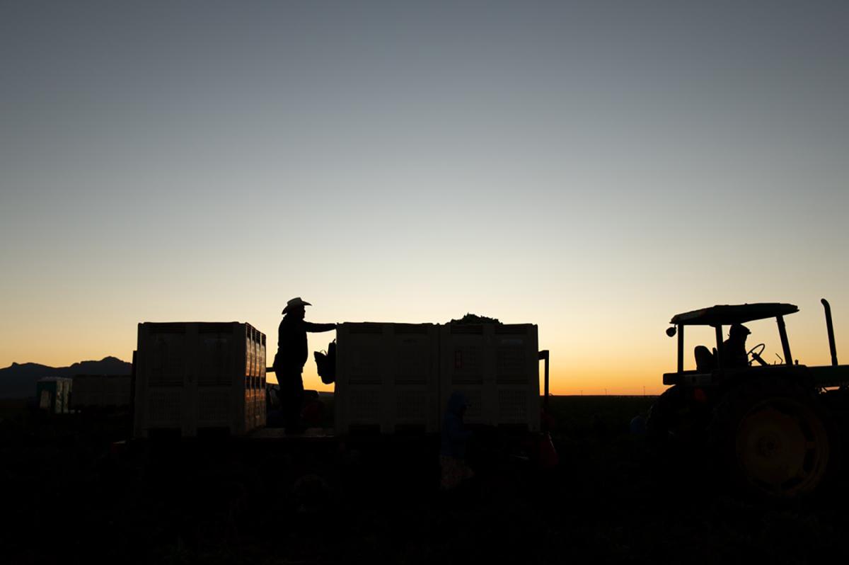 Migrant workers at sunset in Hatch, NM