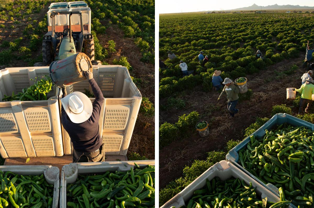 Migrant workers during chile harvest in Hatch, NM