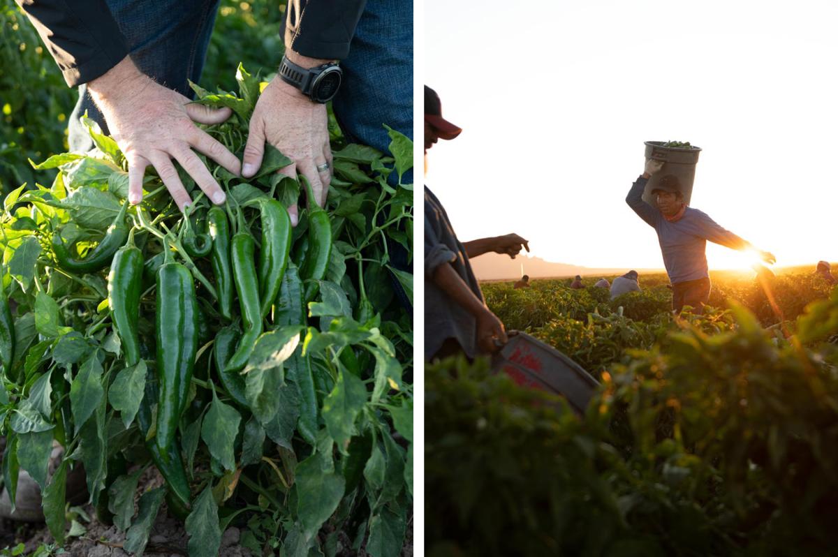 Hatch chile peppers and a migrant worker carrying bucket of harvest in Hatch, NM