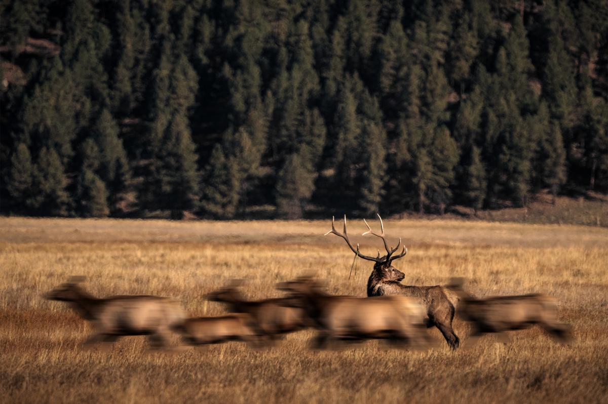 A solitary elk with large antlers stands in a golden field, while a blurred herd rushes past.