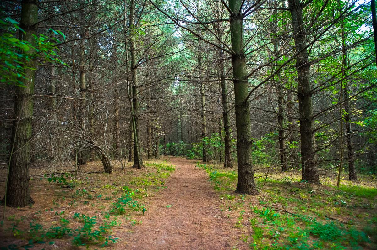 Pittock Park trail