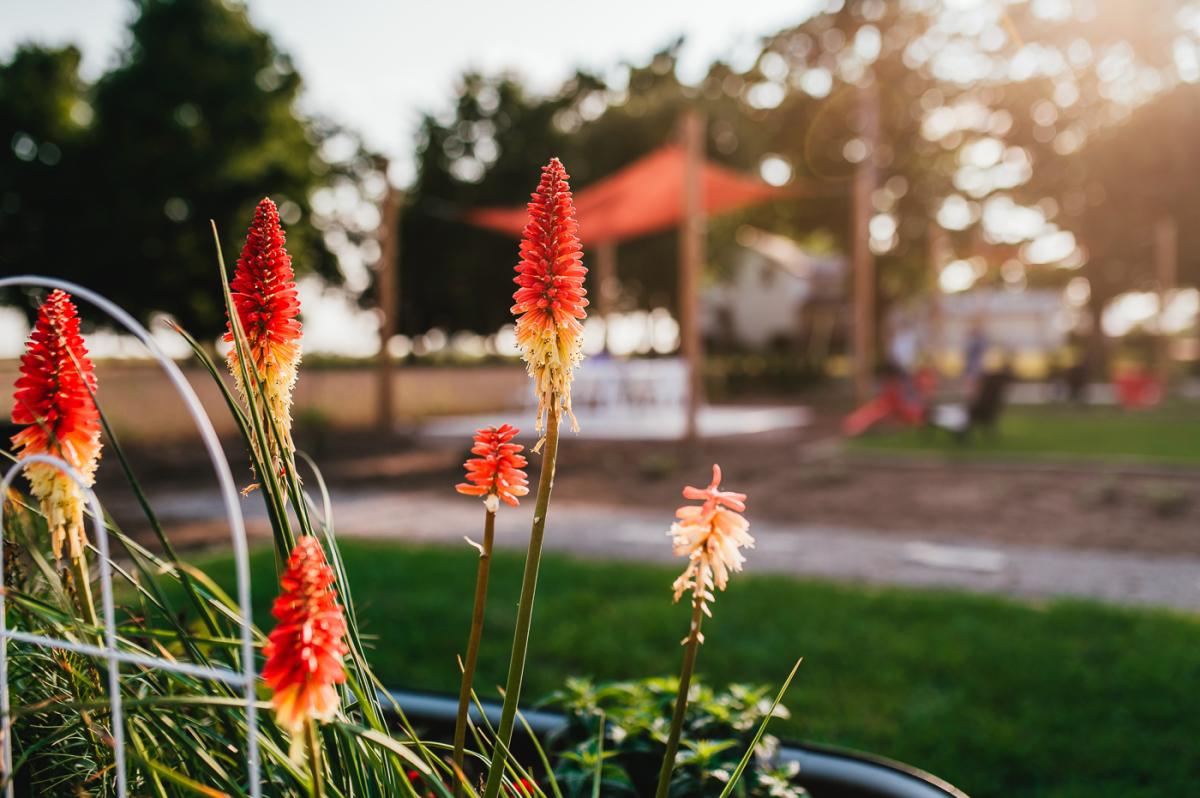 Perennial palettes flower closeup