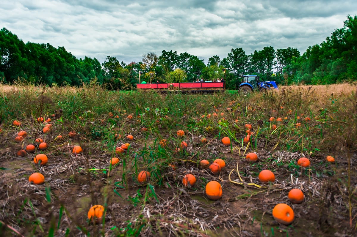 Pumpkins at Snyders Family Farm