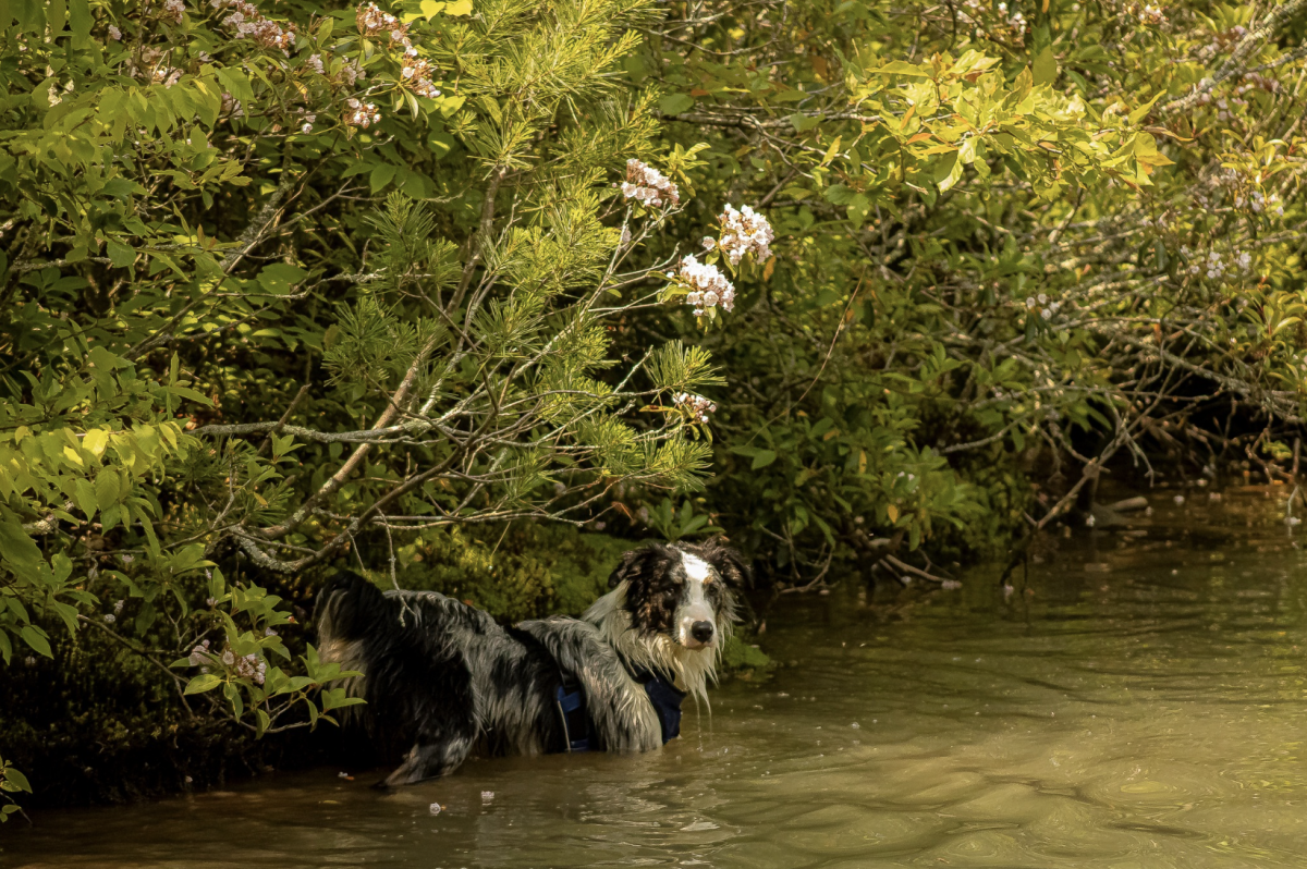Pets on the Shenandoah River in Page Valley