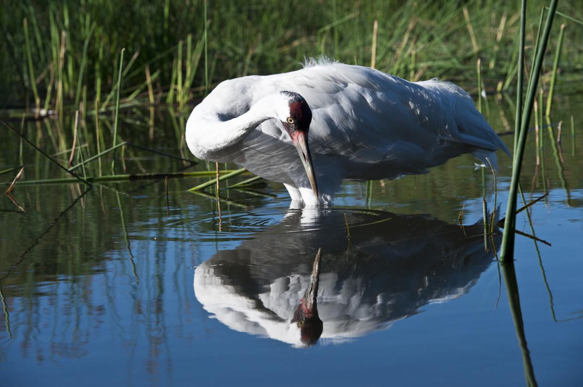 A whooping crane stands in the water surrounded by reeds