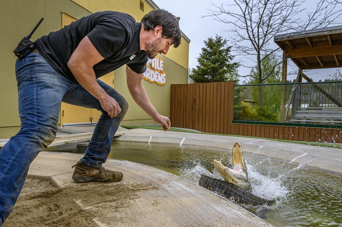 reptile gardens reptile handler feeding a gator at the attraction in rapid city sd