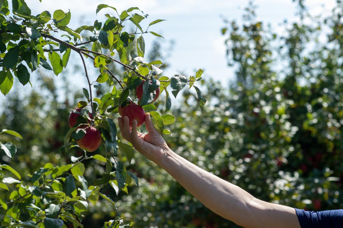 Apple Picking