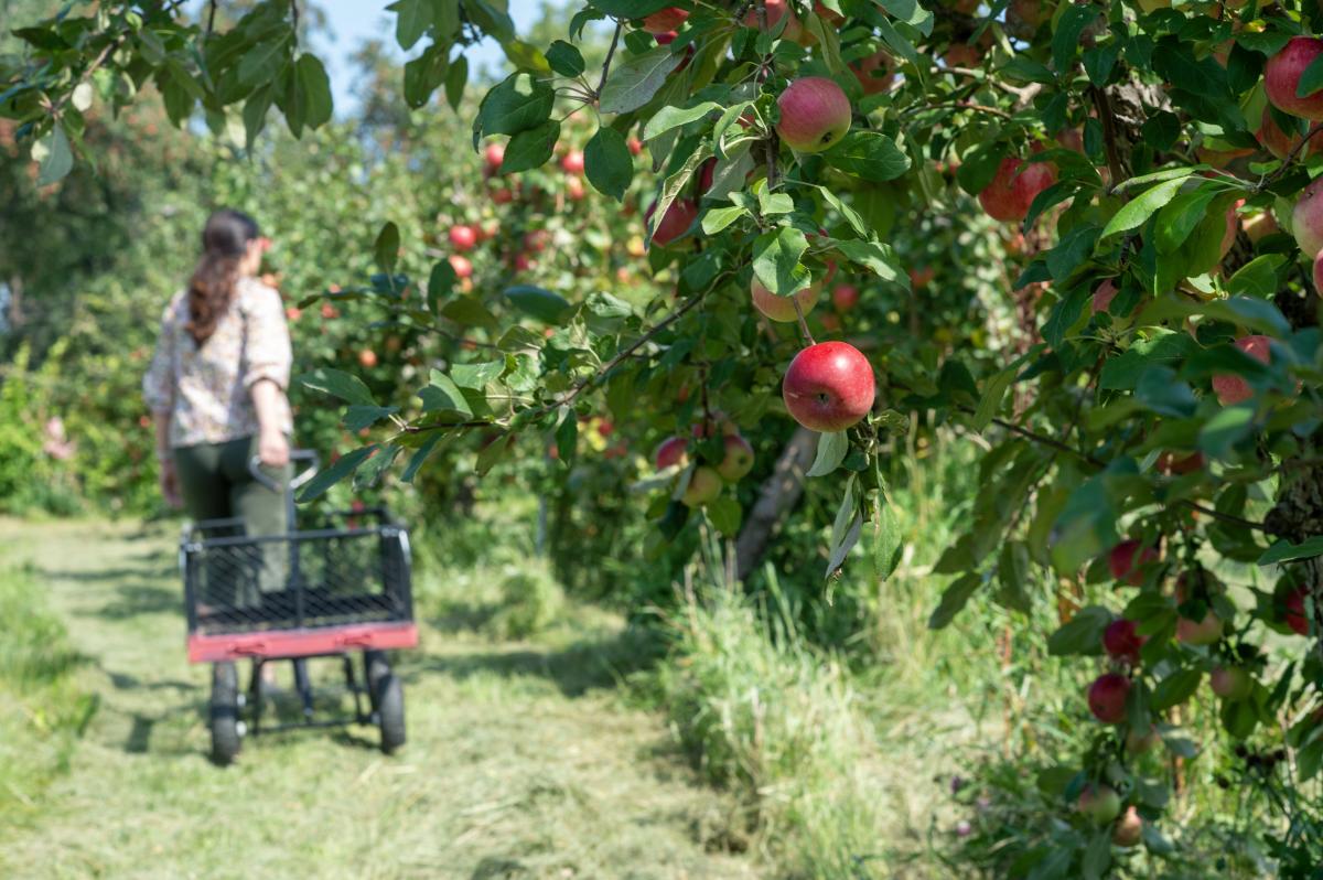 Sekapp orchard apples