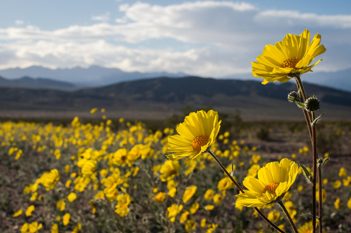 Death Valley Wildflowers_Kurt Moses