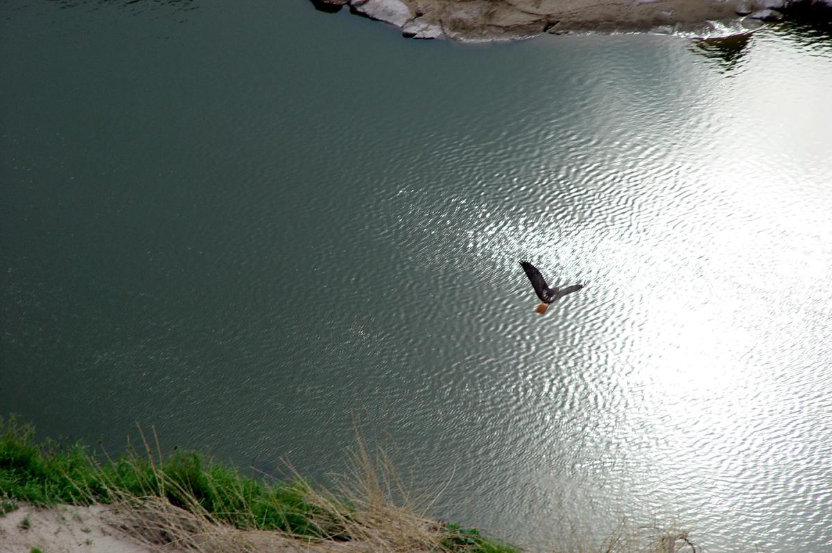 Hawk_Big Bend NP
