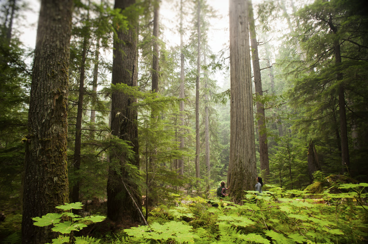 Forest trees