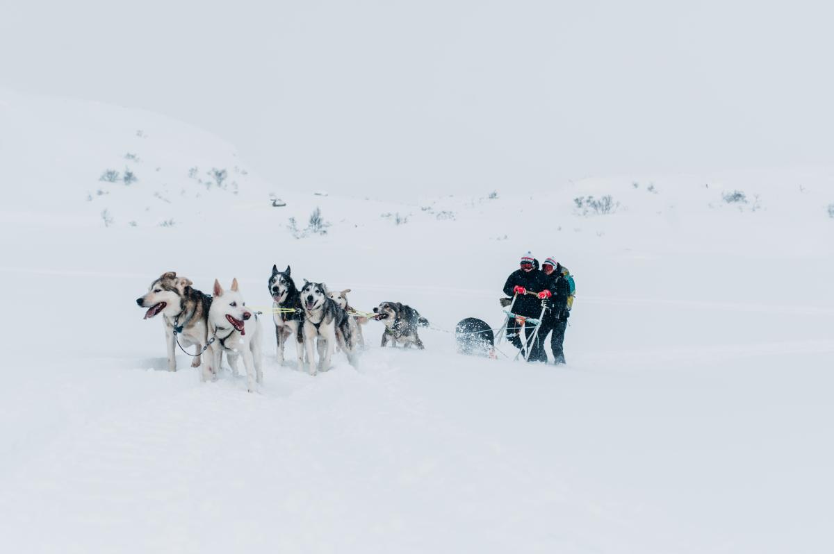 huskykjøring i snø