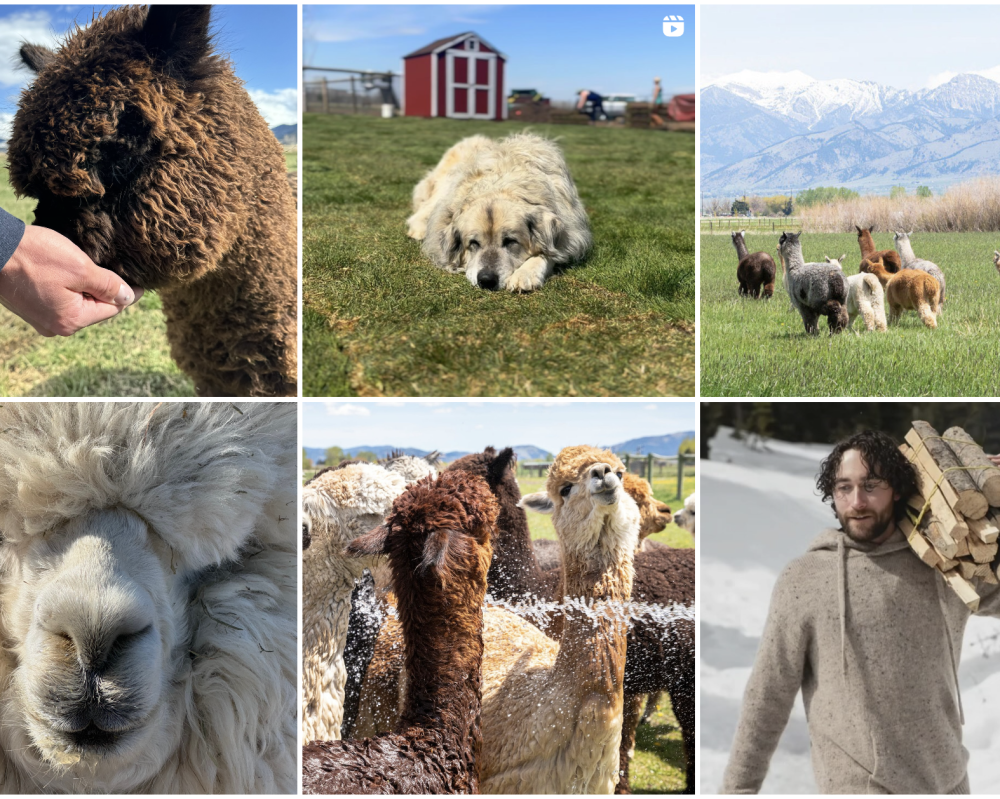 Alpacas of Montana - Instagram