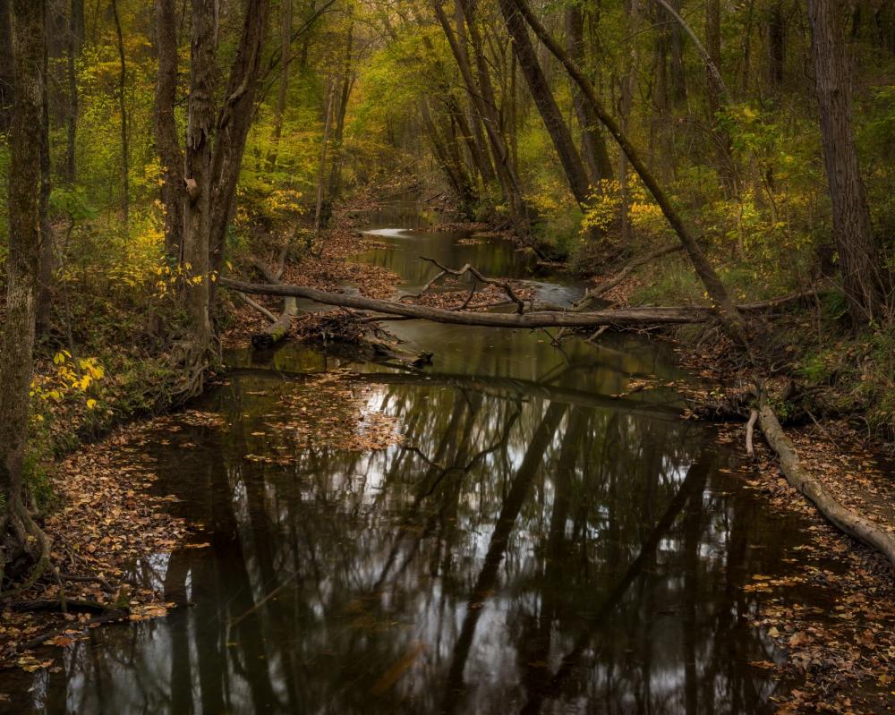 A river flowing through the Bicentennial Woods