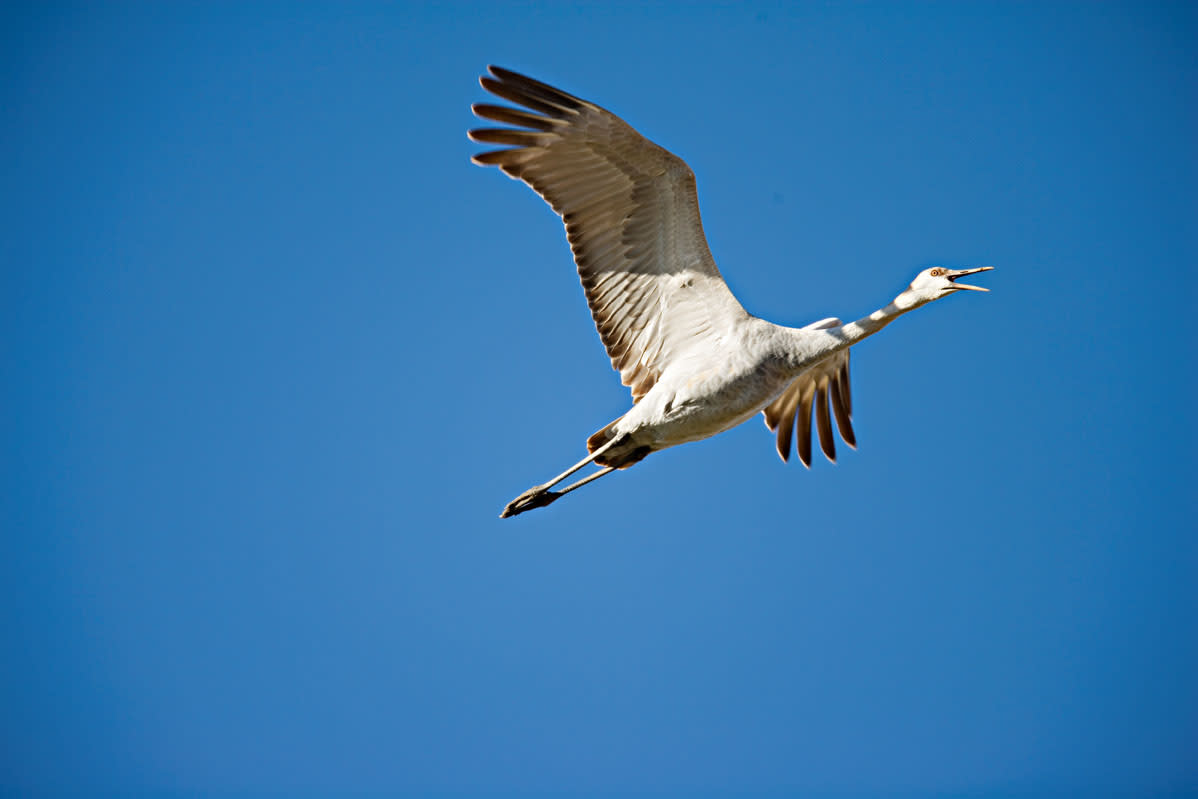 Quivira National Wildlife Refuge