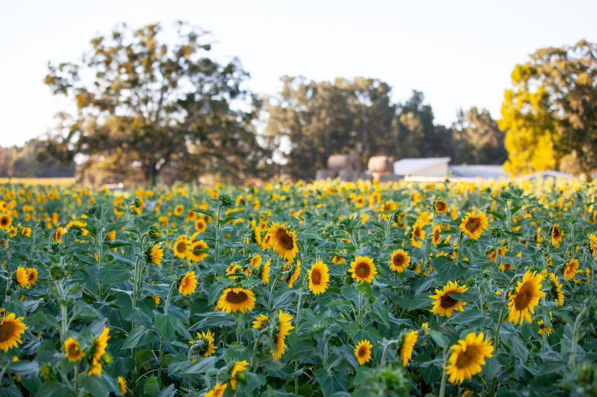 cornutt farms