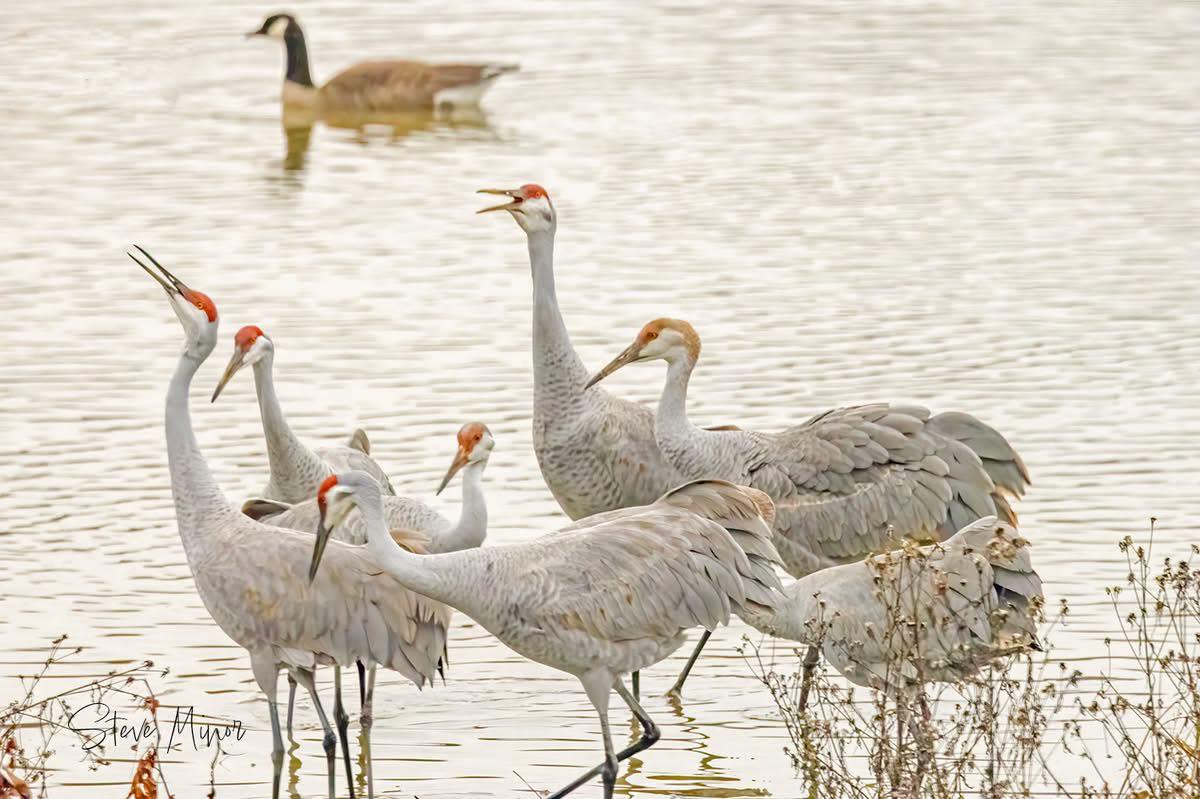 cranes at wheeler wildlife refuge