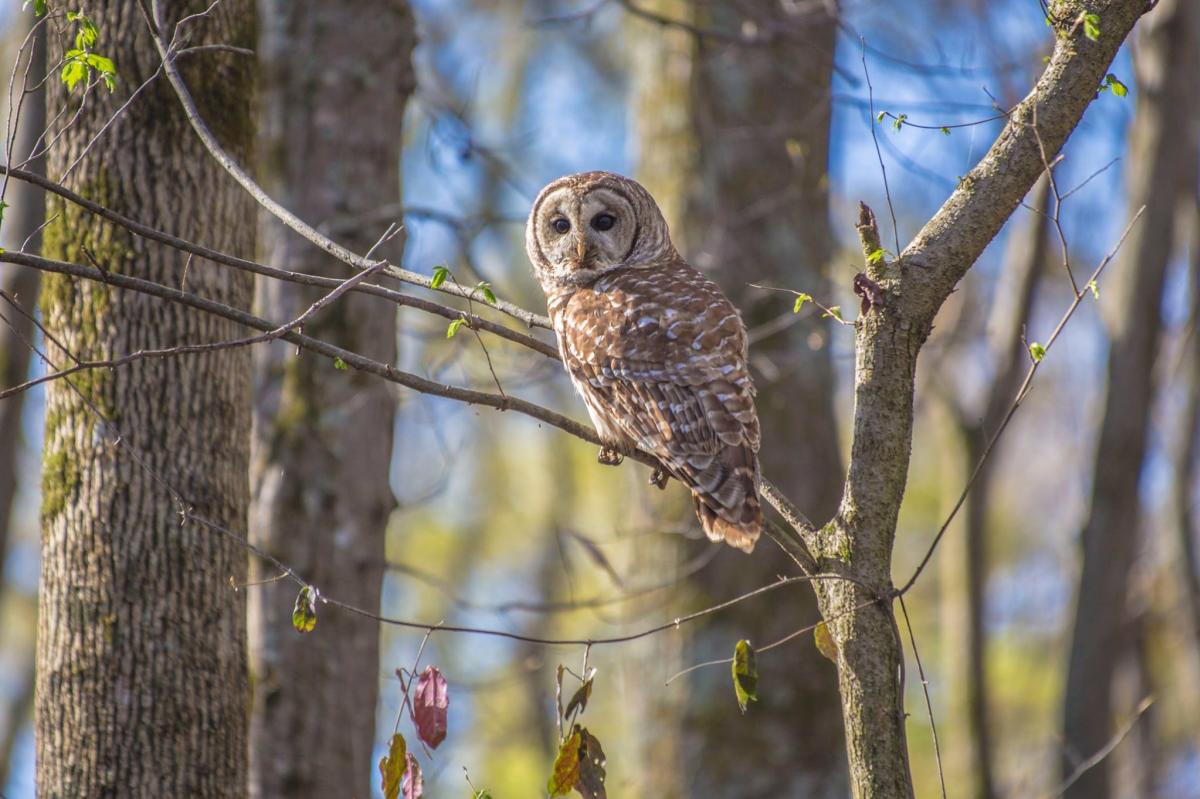 Hays Nature Preserve owl