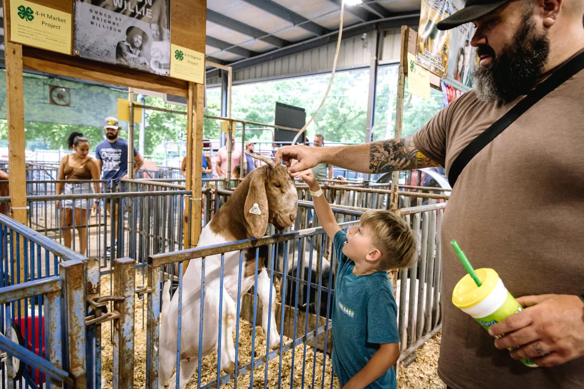 Petting Fair Animals - Allegany County Fair